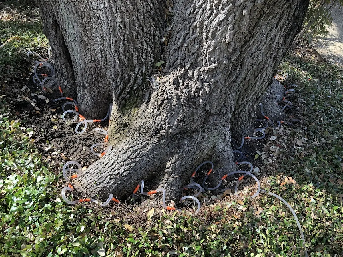 Detailed Tree Cabling and Bracing job site in Woods Hole