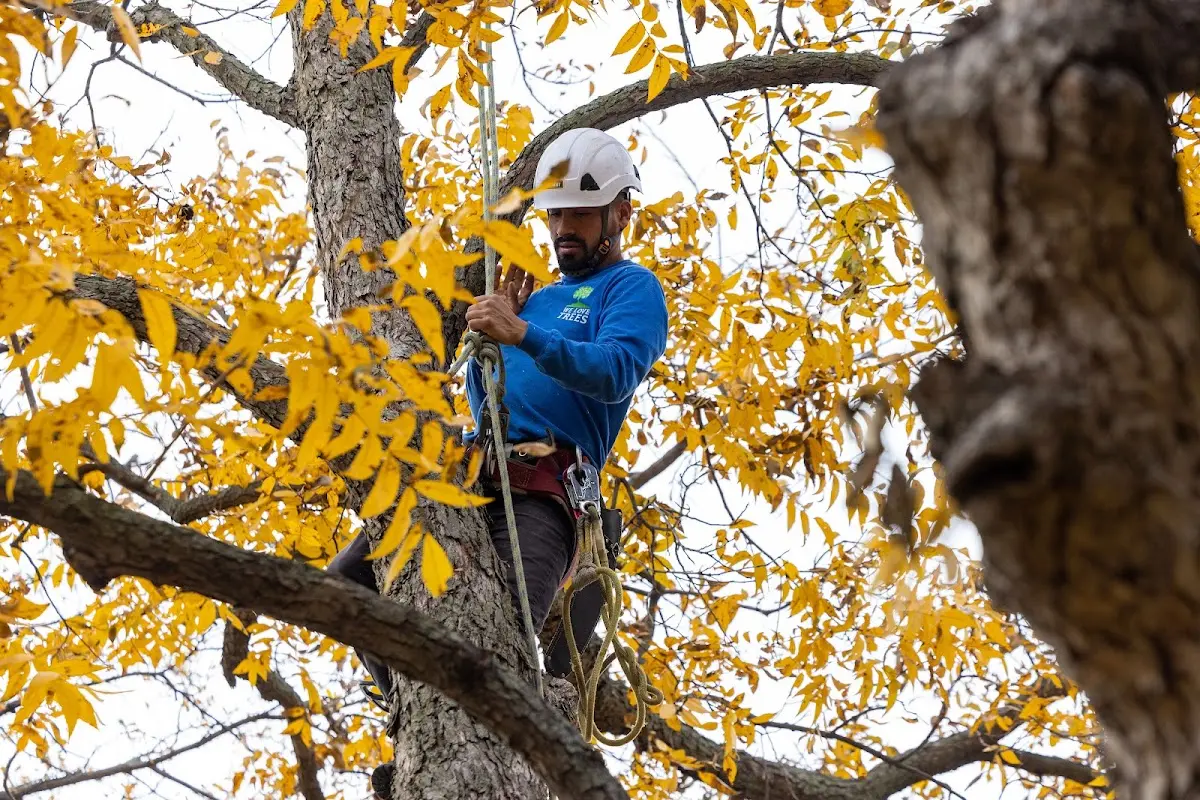 Skilled Storm Damage Cleanup crew working in Woods Hole